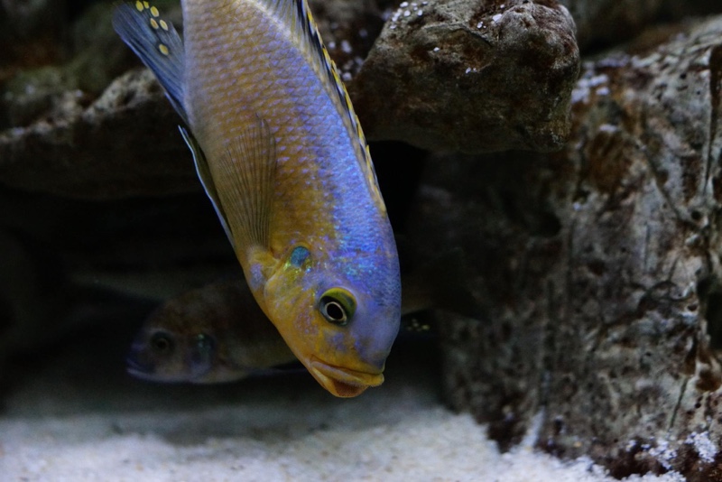 Petrotilapia genalutea 'Chimwalani Reef'